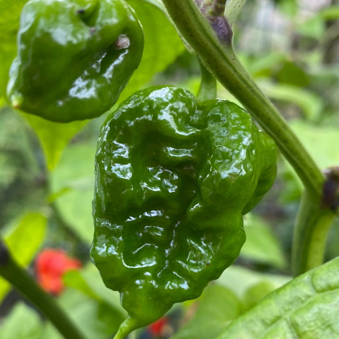 Carolina Reaper red