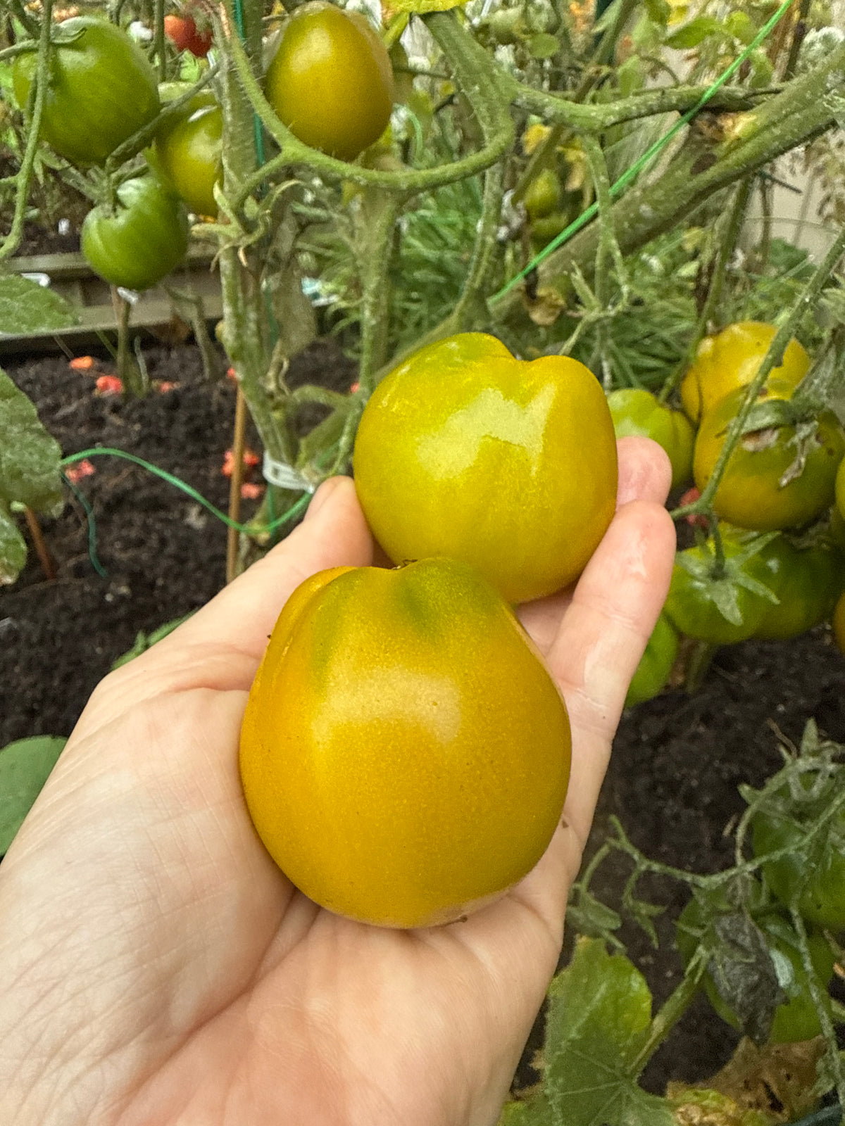 Cherokee Green Pear