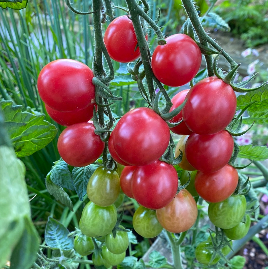 Pink Grape Cherry