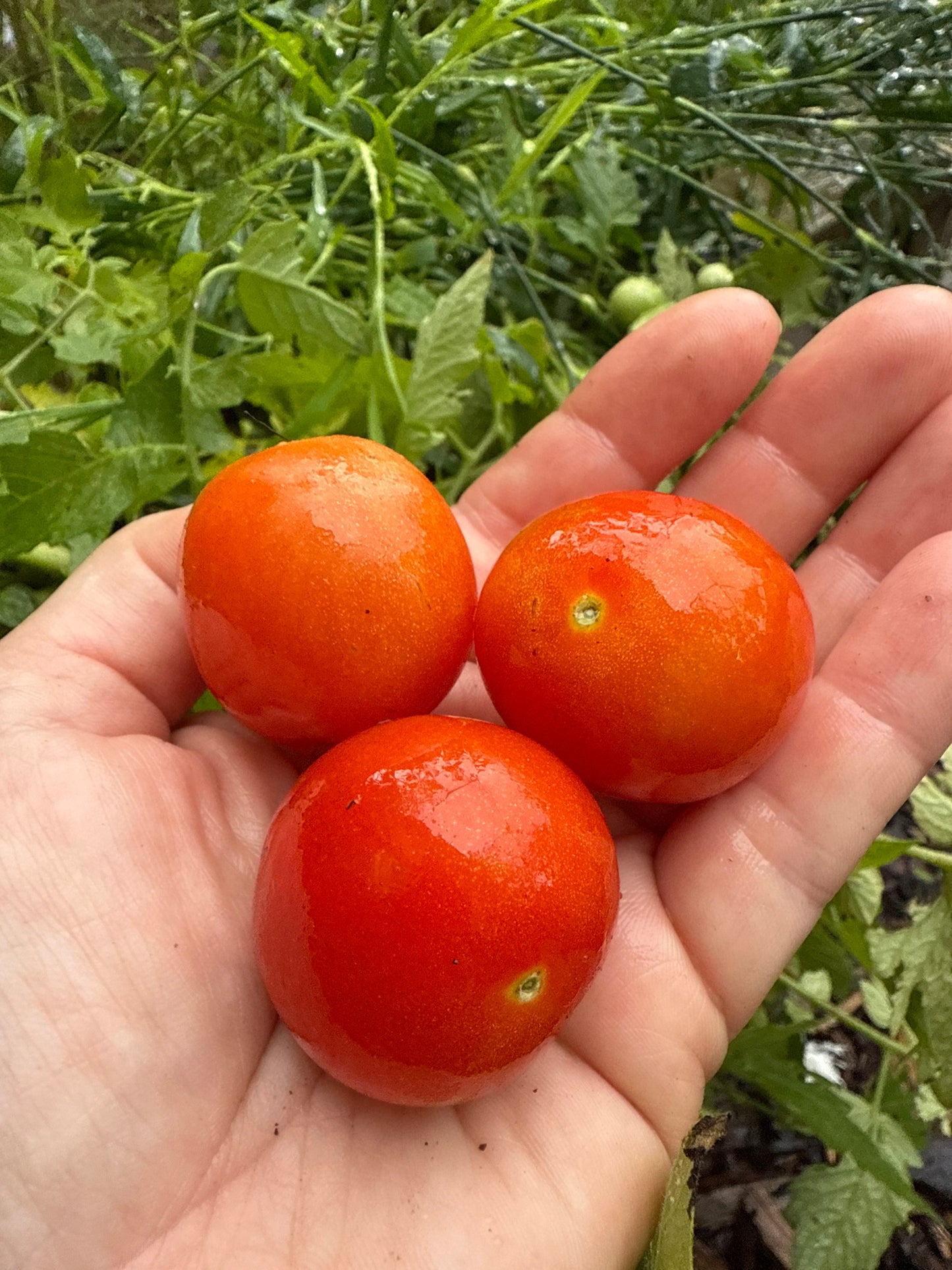Balcony Miracle Red, microbusk