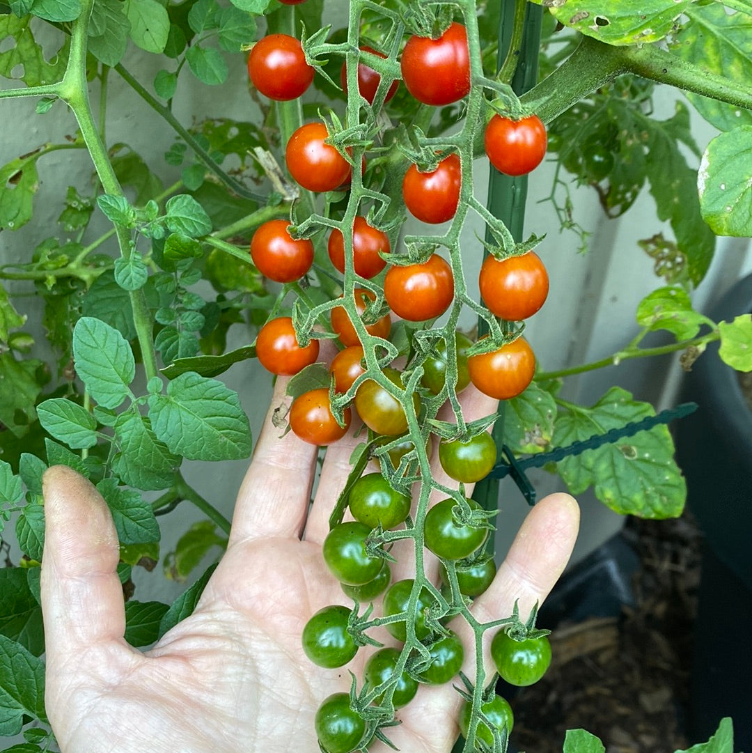 Currant Sweet Pea