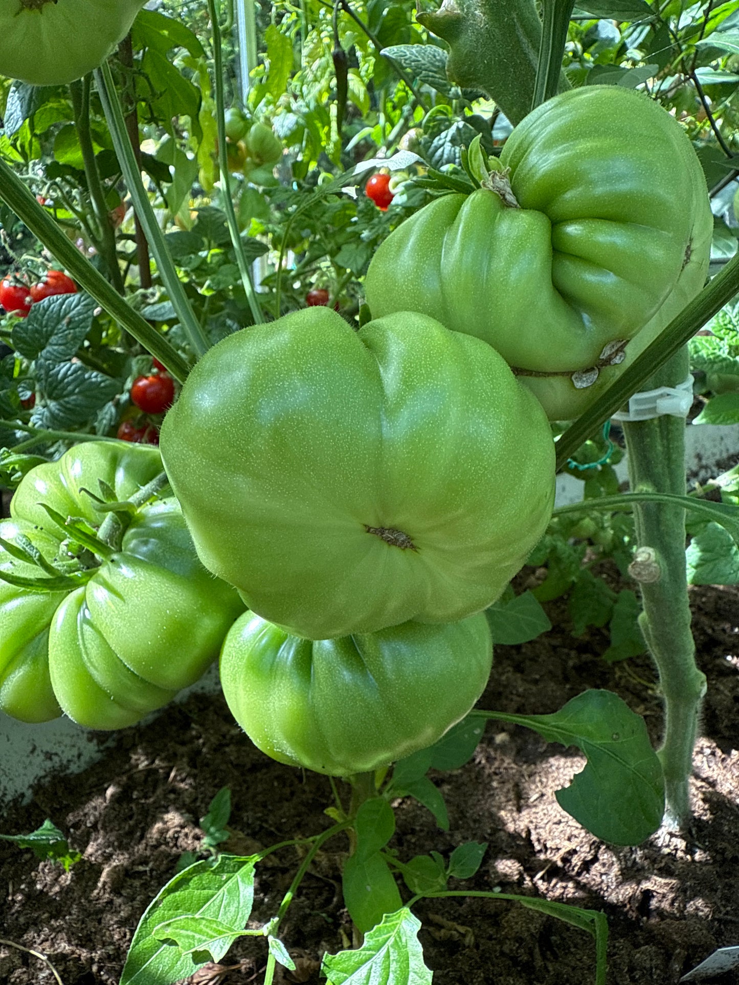 Grapefruit