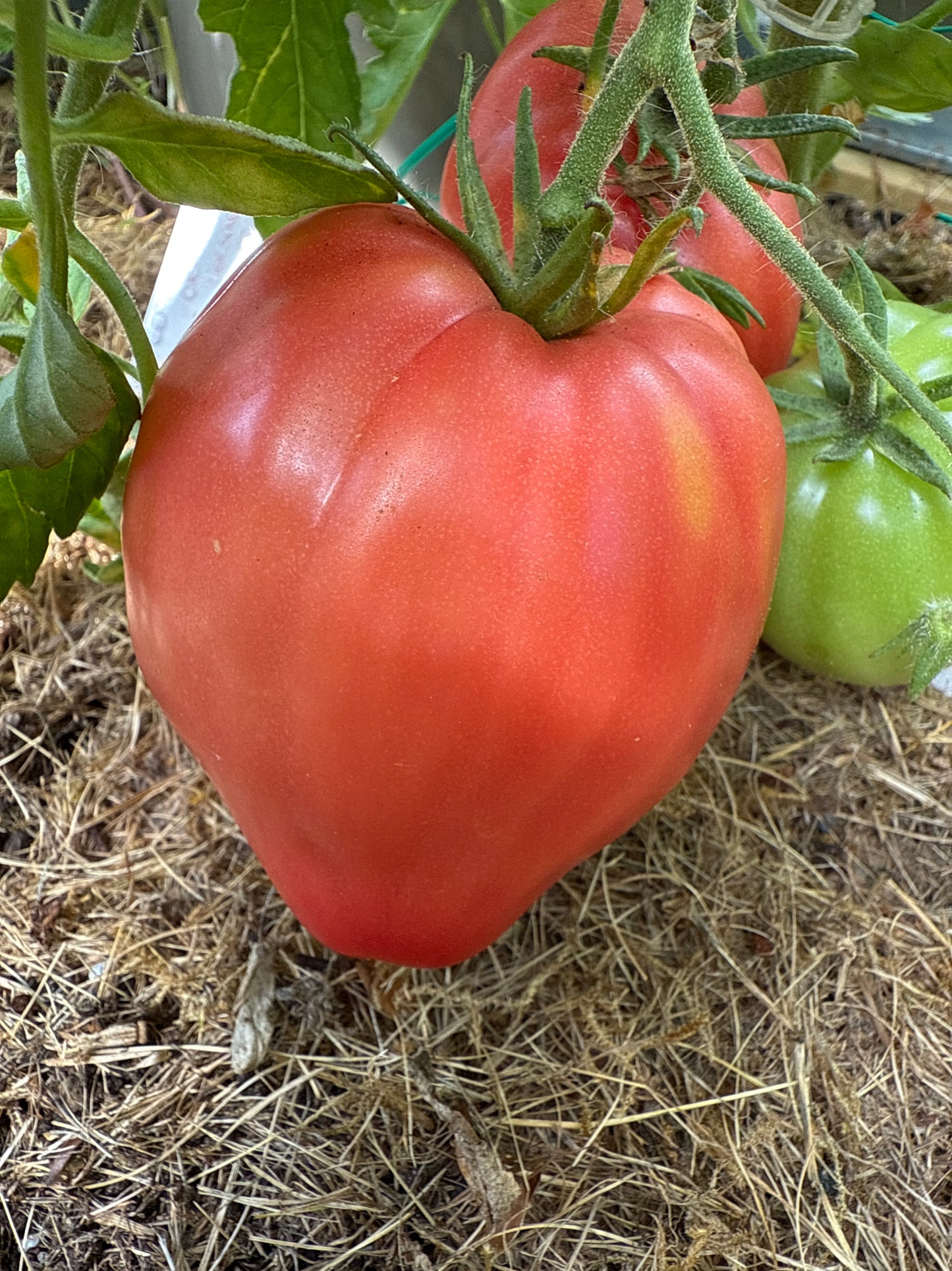 Cuore Di Bue