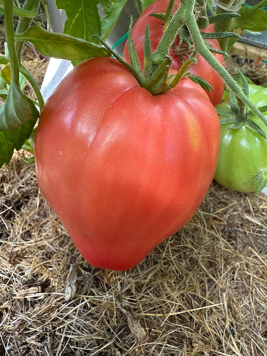 Cuore Di Bue