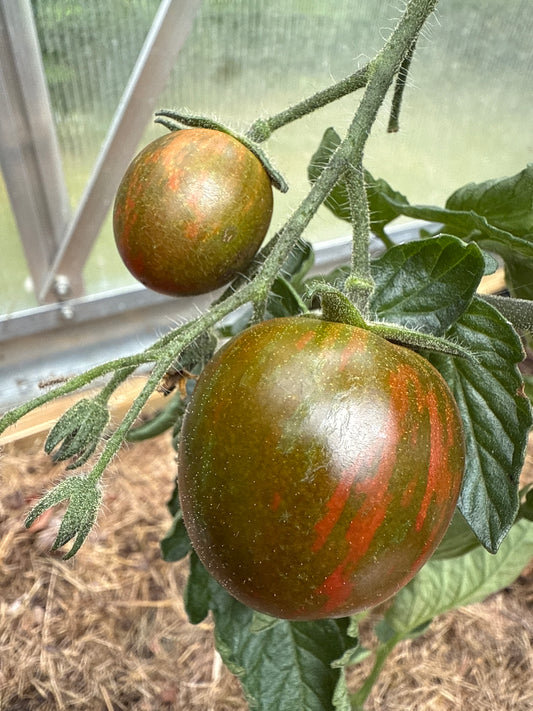 Cherry Zebra