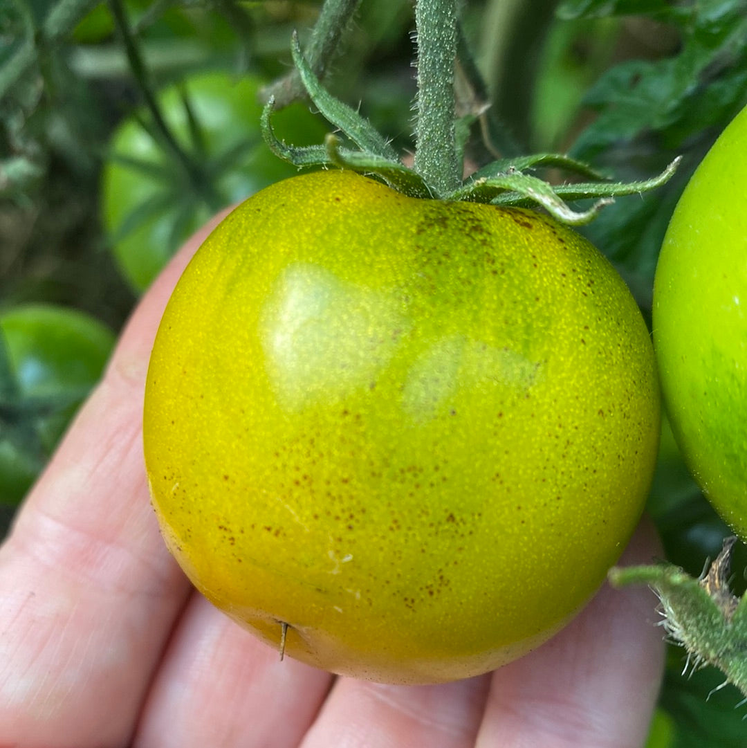 Lime Green Salad , busk