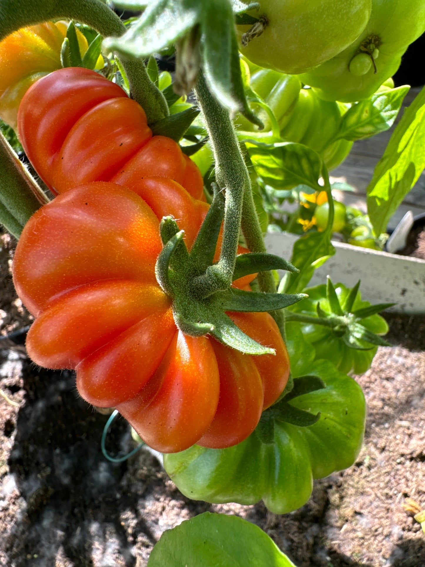 Finocchiaro’s Ribbed Red