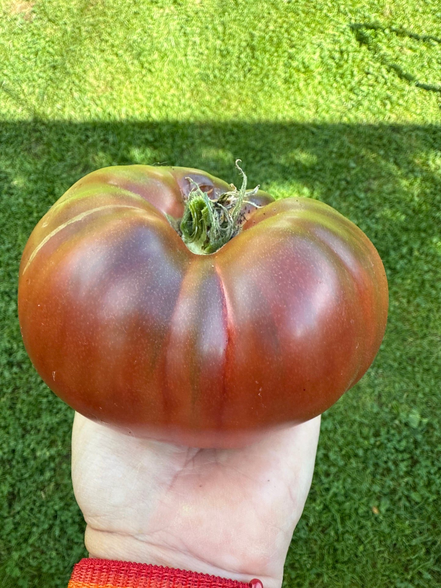 Black Krim