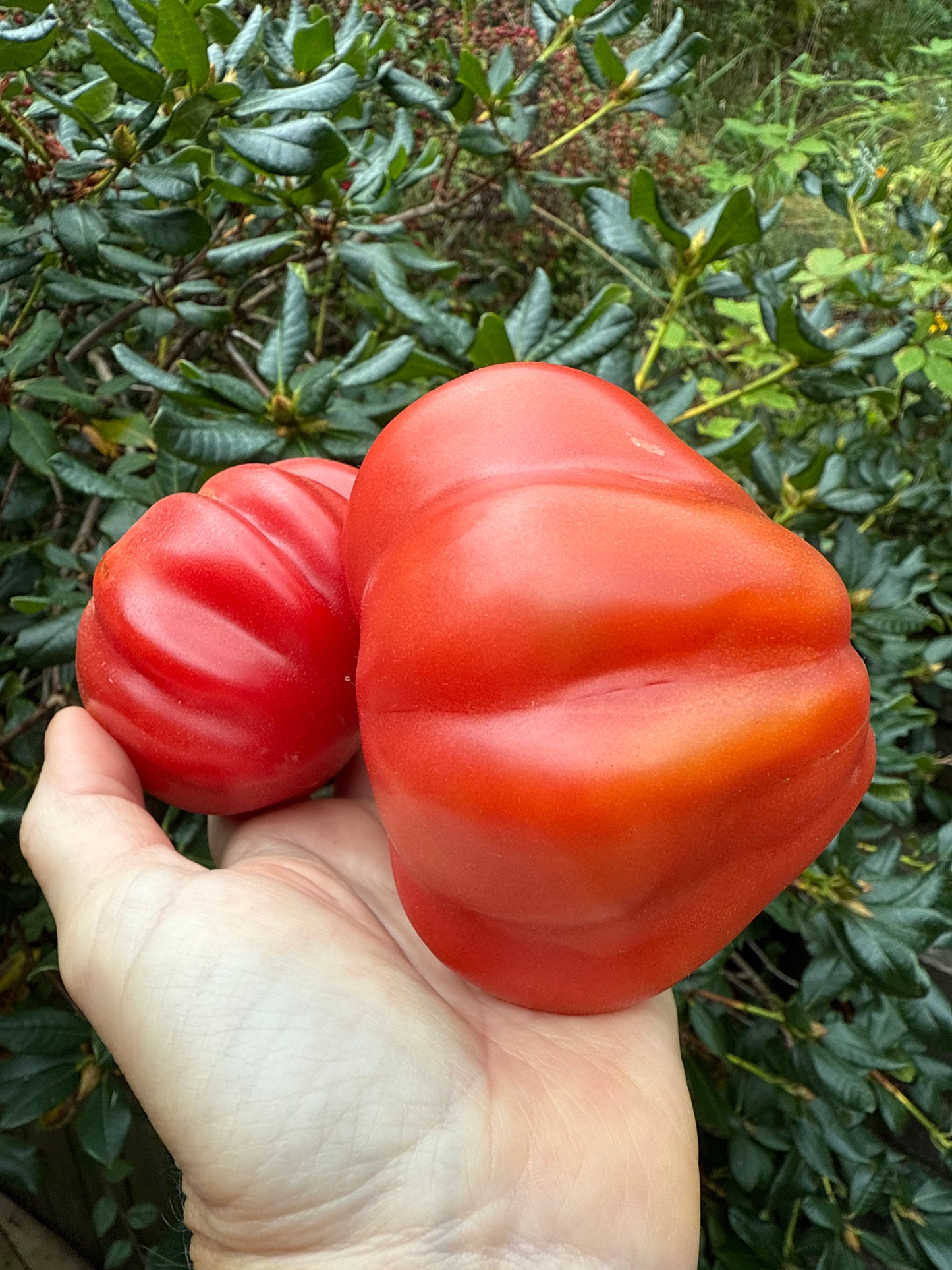 Côtelée De Valence