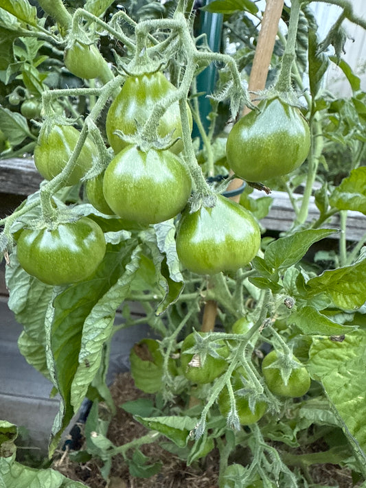 Grinch Cherry