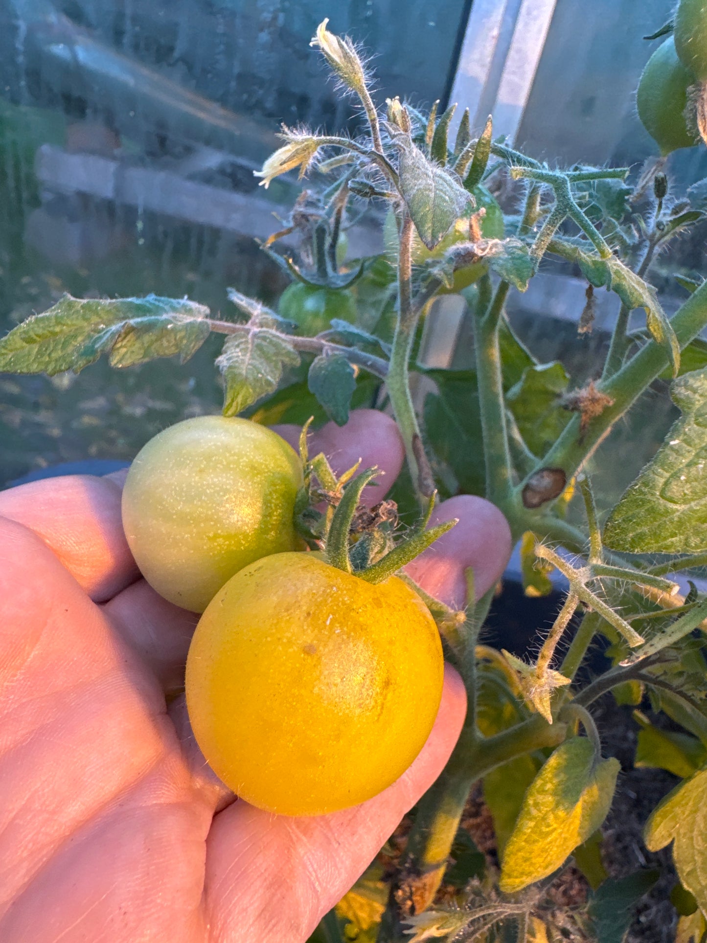 Rejina Yellow, Microbusk