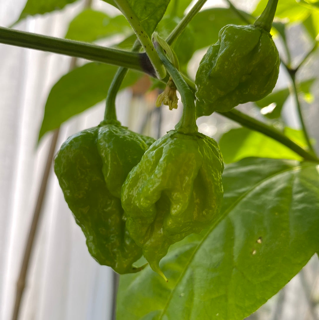 Carolina Reaper red