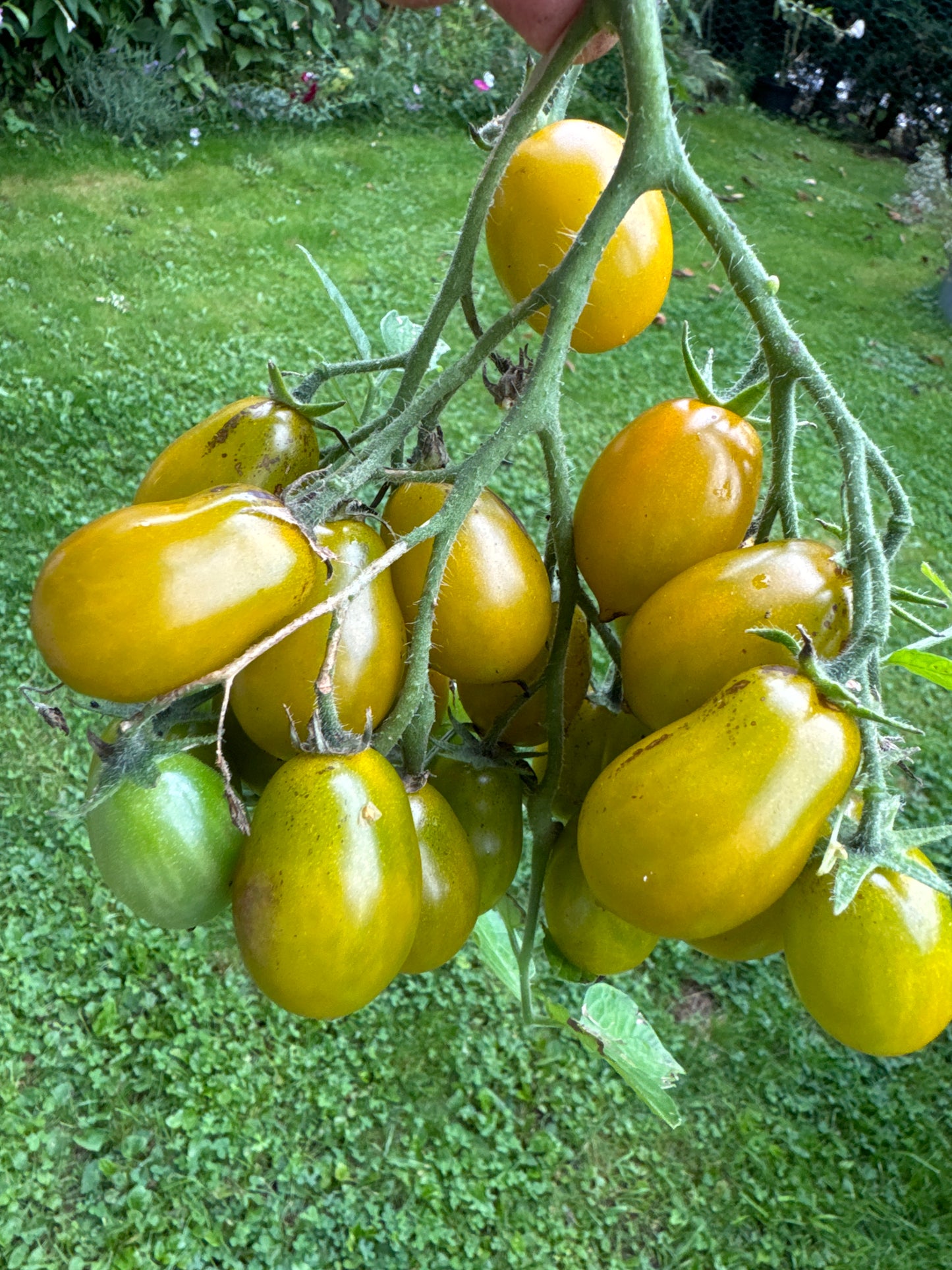 Amber Keyes, multiflora