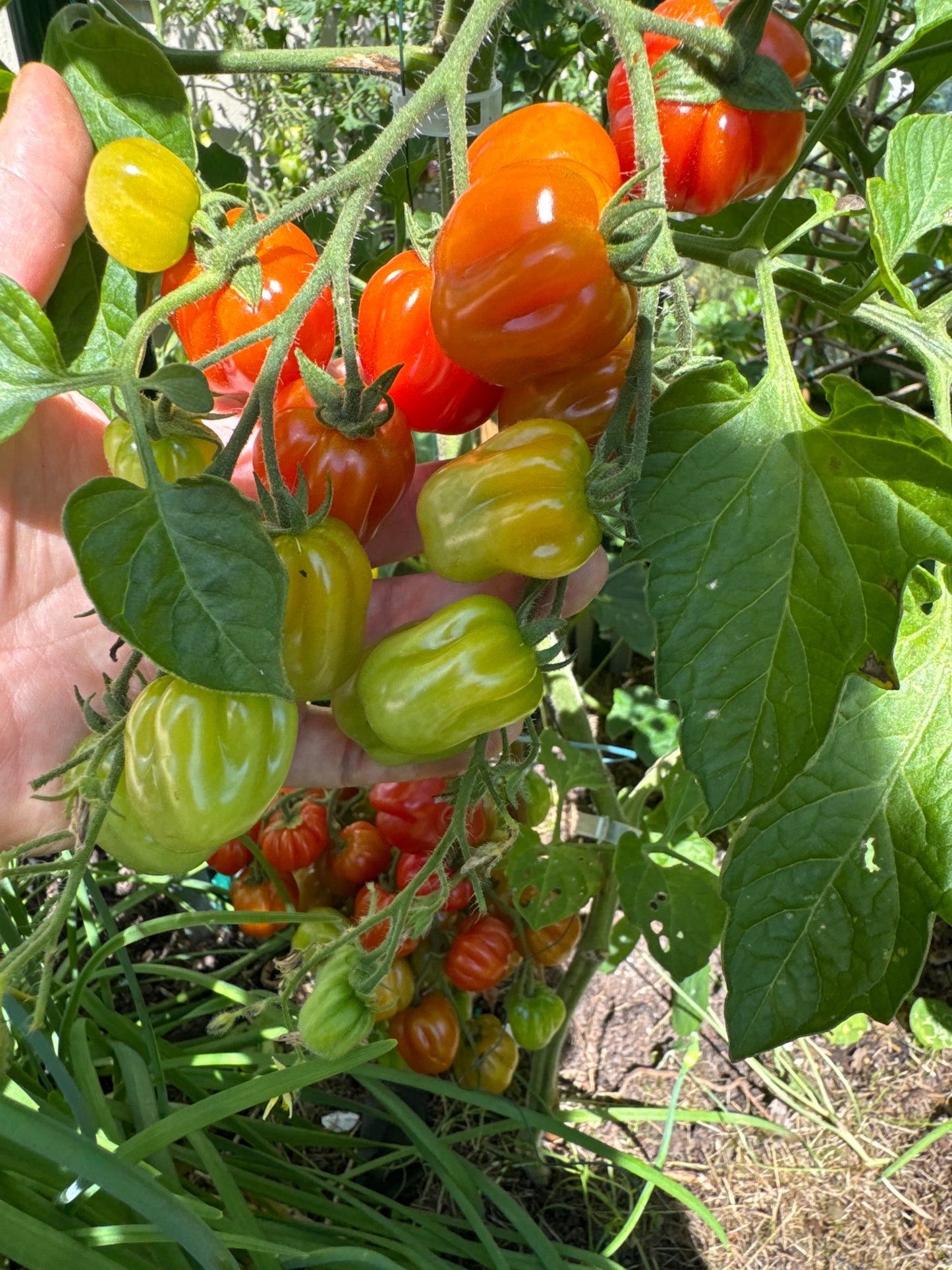 Accordion Cherry, multiflora