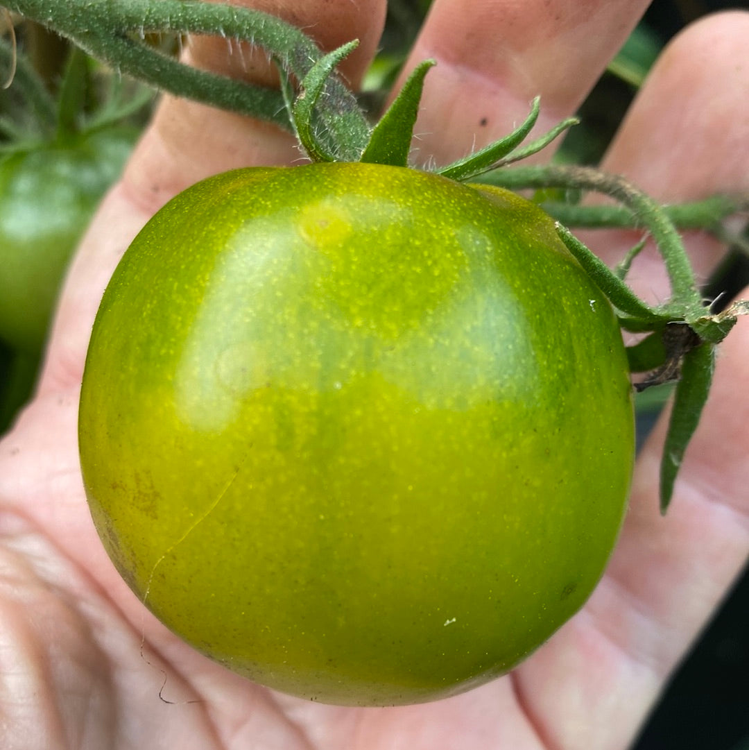 Lime Green Salad , busk