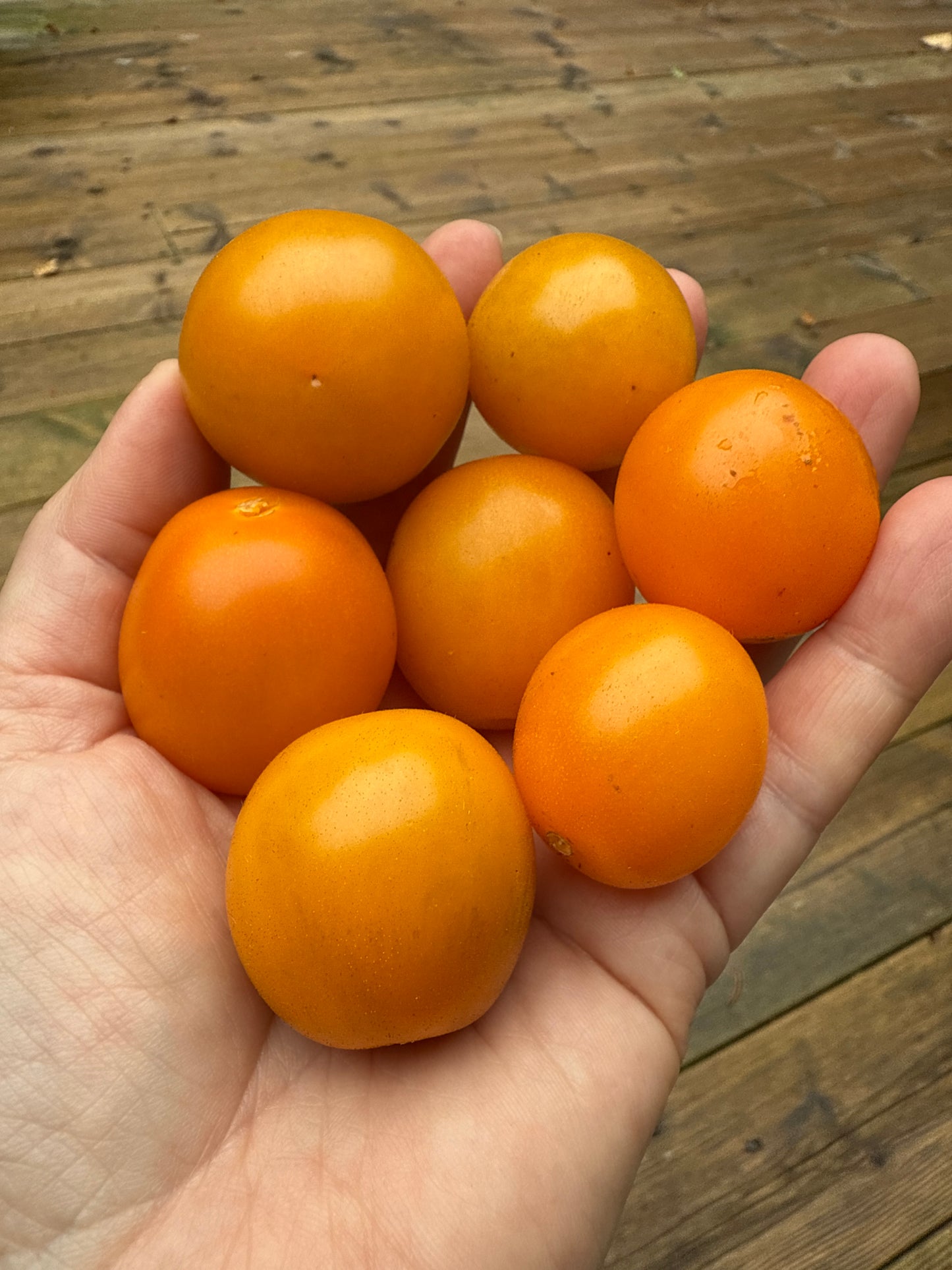 Dark Orange Muscat