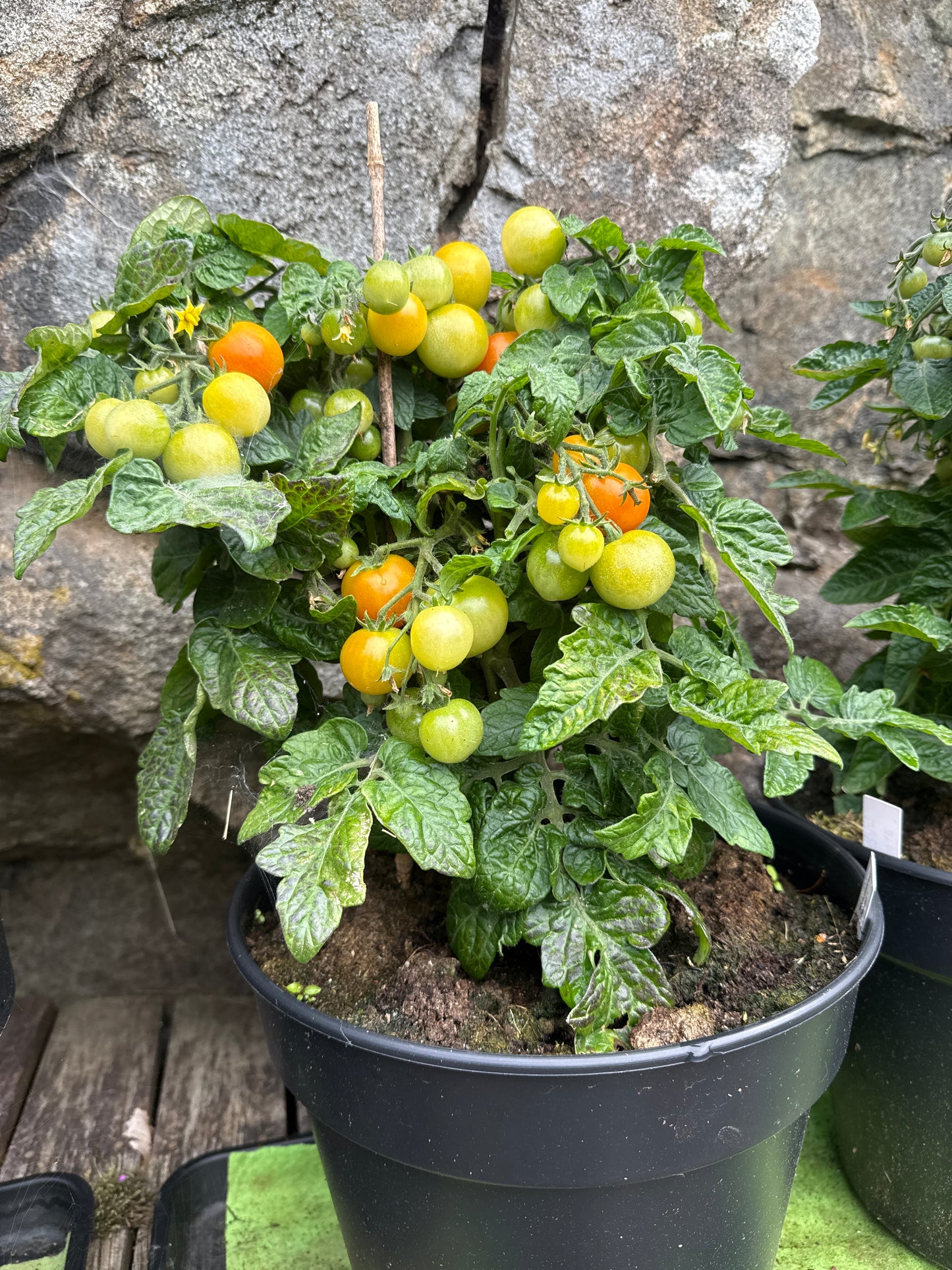 Bonsai microbusk tomat