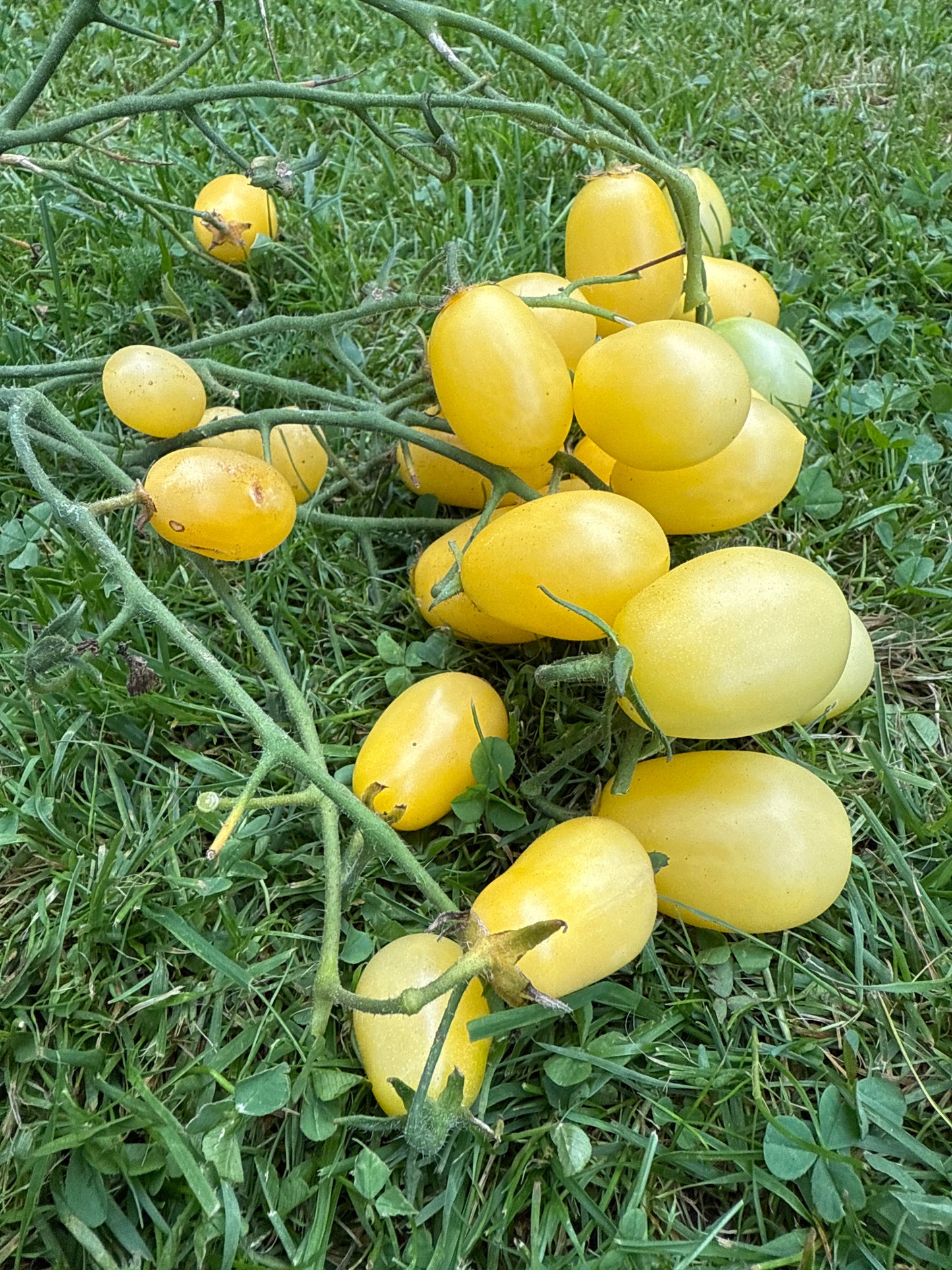 Tempète De Sable, multiflora