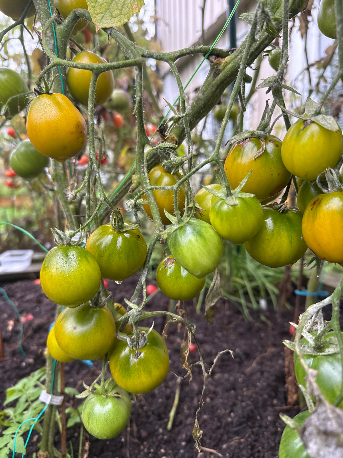 Cherokee Green Pear