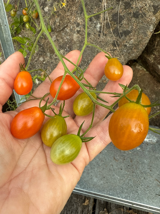Mini Parvula