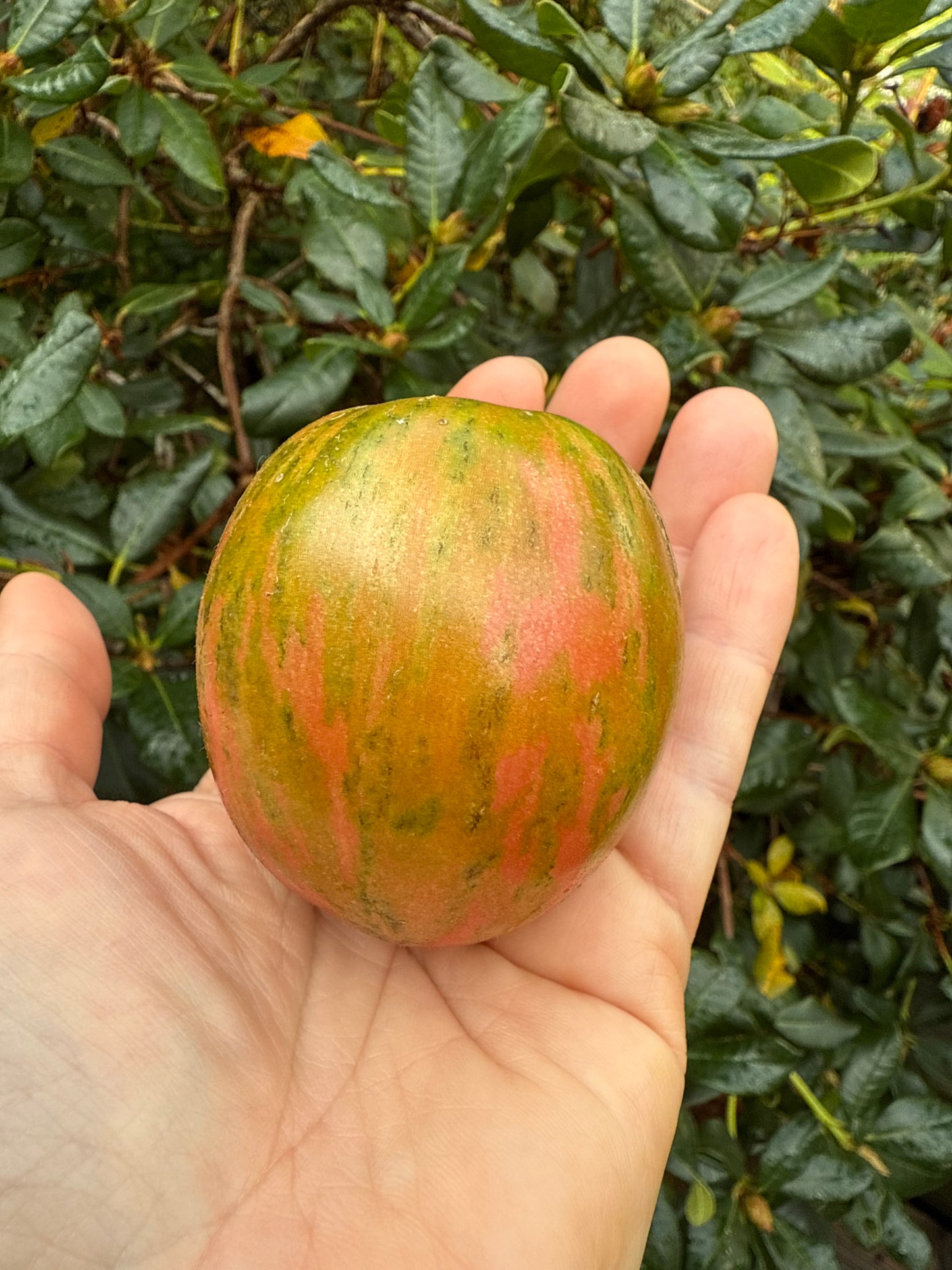 Caitlin’s lucky Stripe