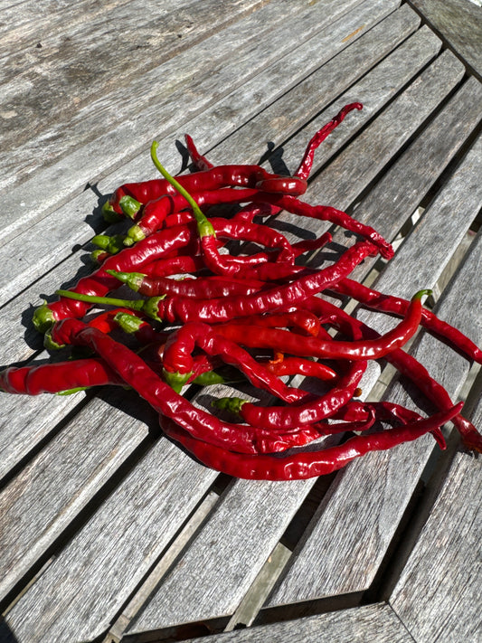 Nepal Snakebite chili