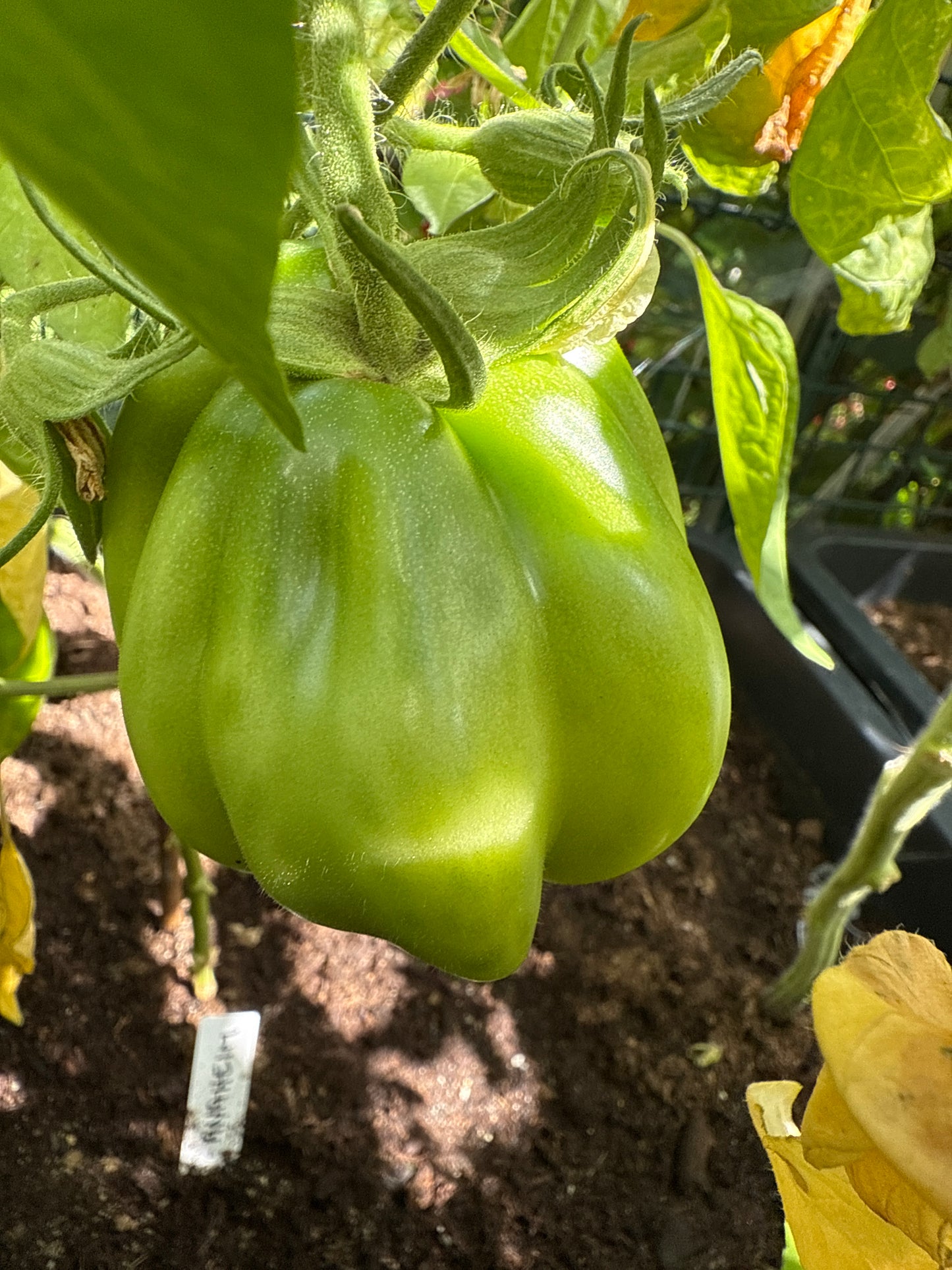 Côtelée De Valence