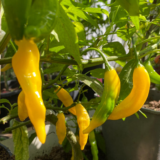 Hot Lemon chili