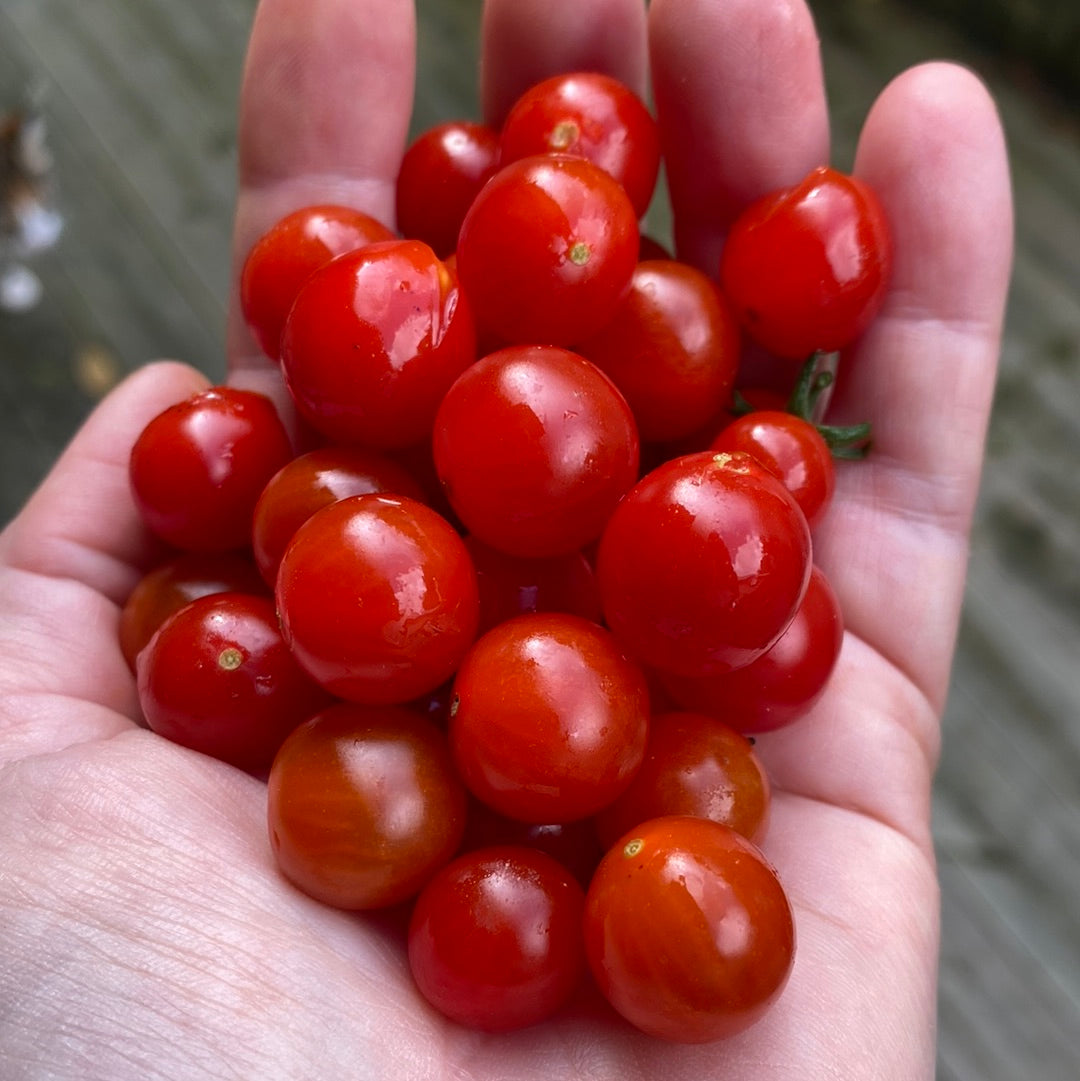 Currant Sweet Pea