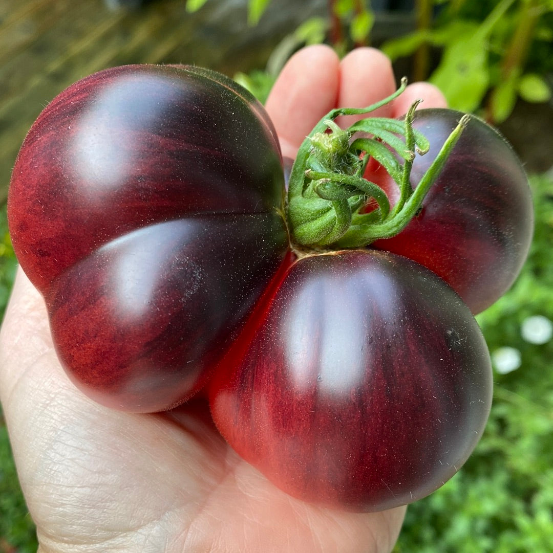 Red Beauty