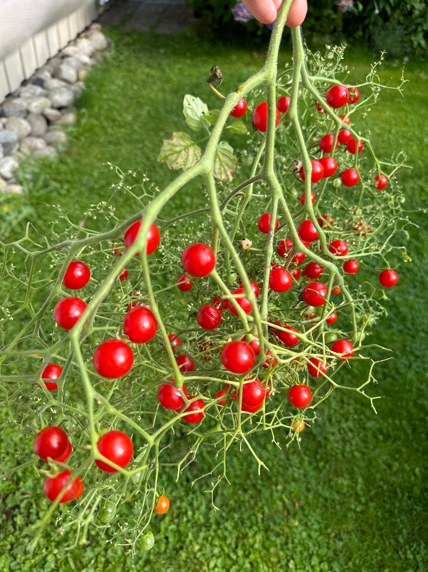 Necklace Red, Multiflora