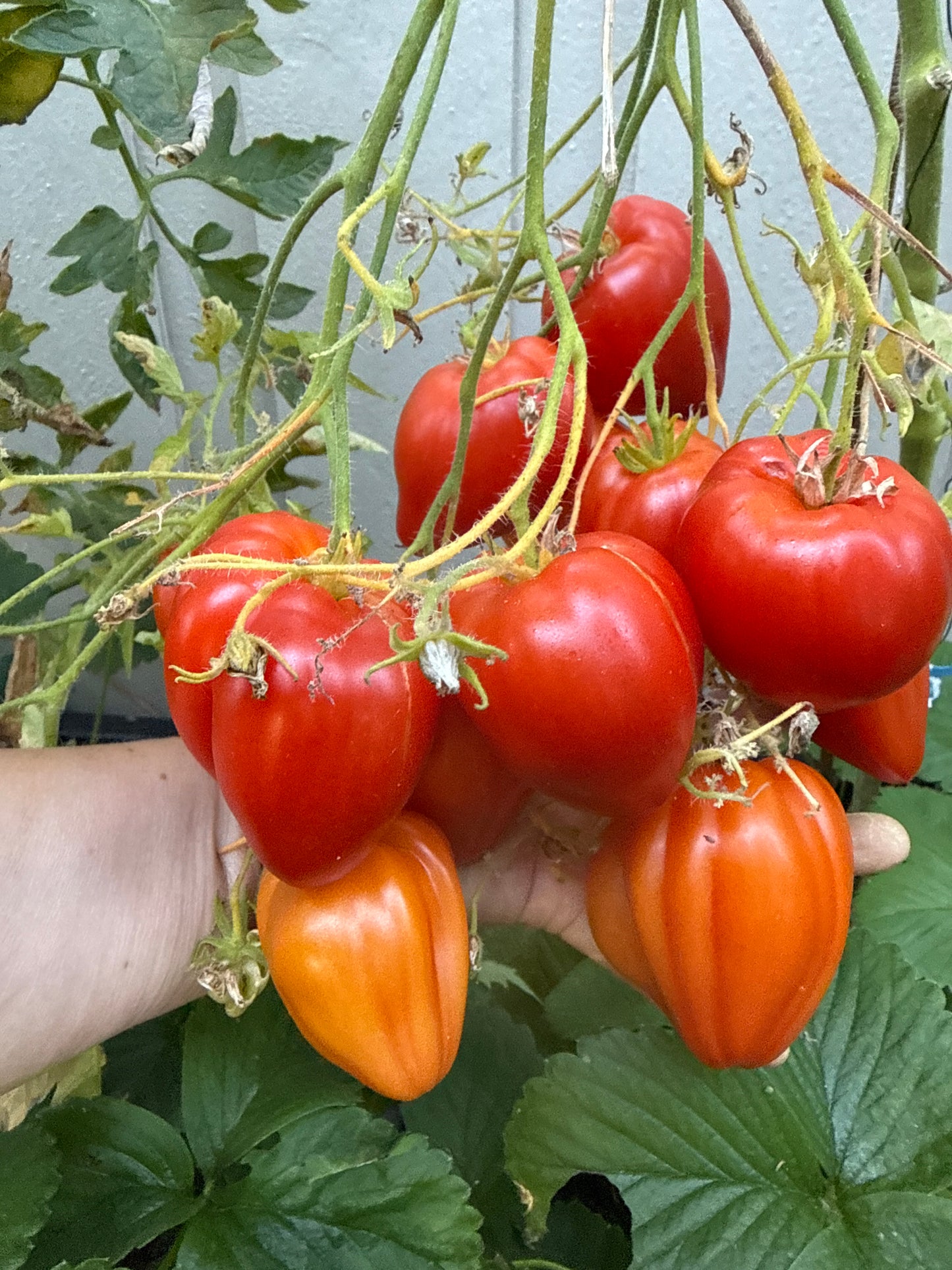 Rote Herztomate multiflora