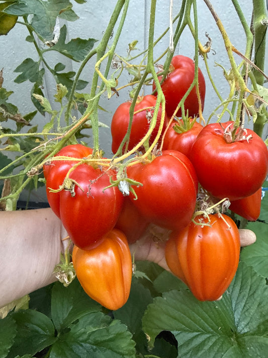 Rote Herztomate multiflora