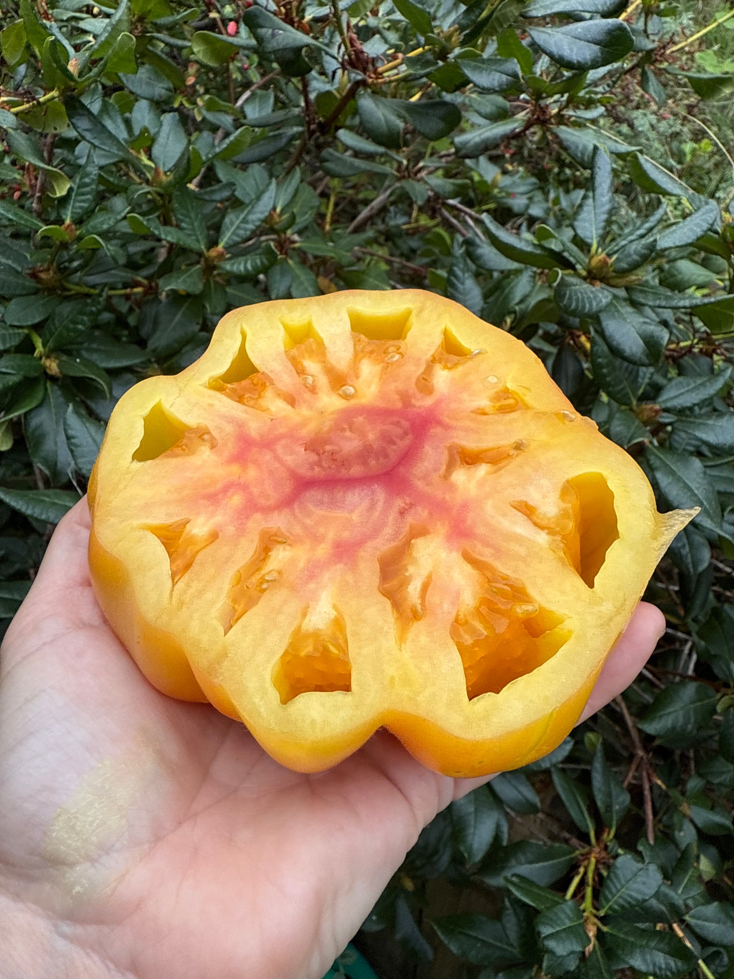 Grapefruit