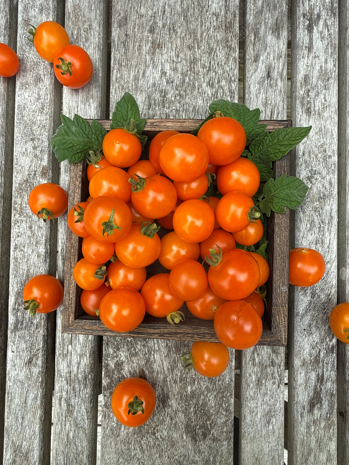 Orange Dream microbusk tomat