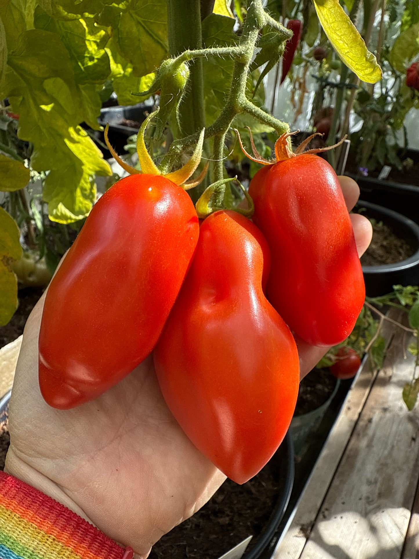 San Marzano