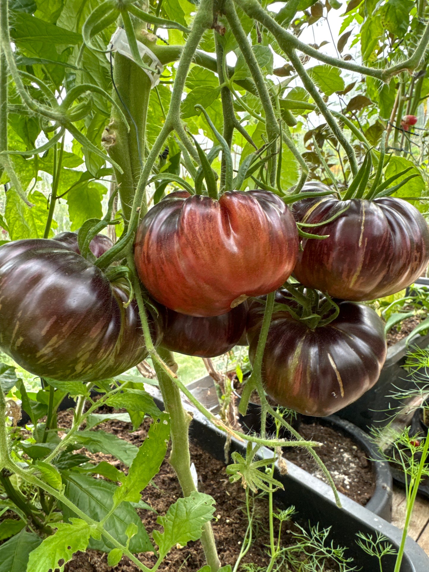 Marsha’s Starfighter Beefsteak