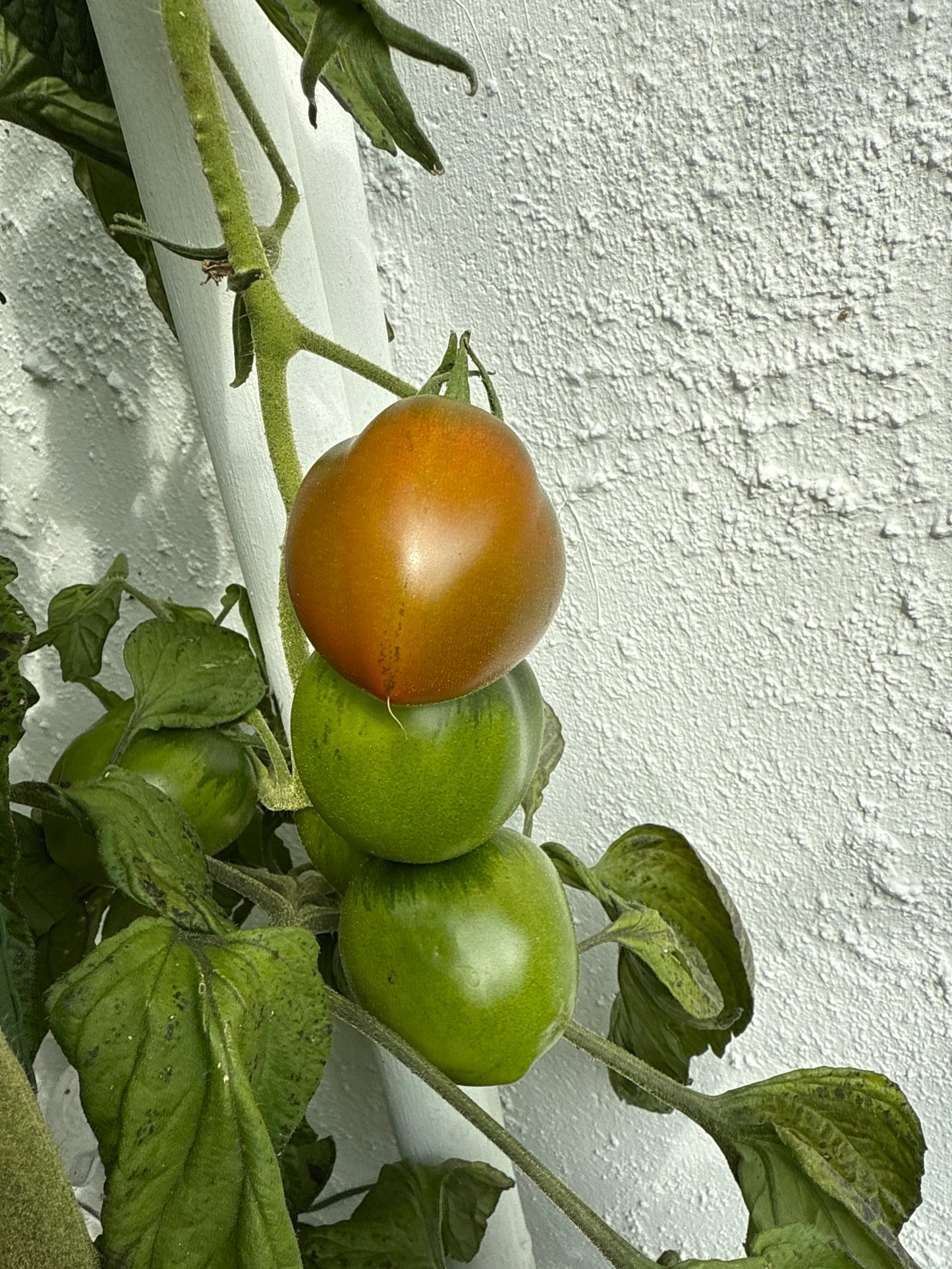Black Ethiopian