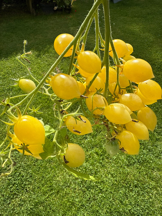 Barry’s Crazy Cherry