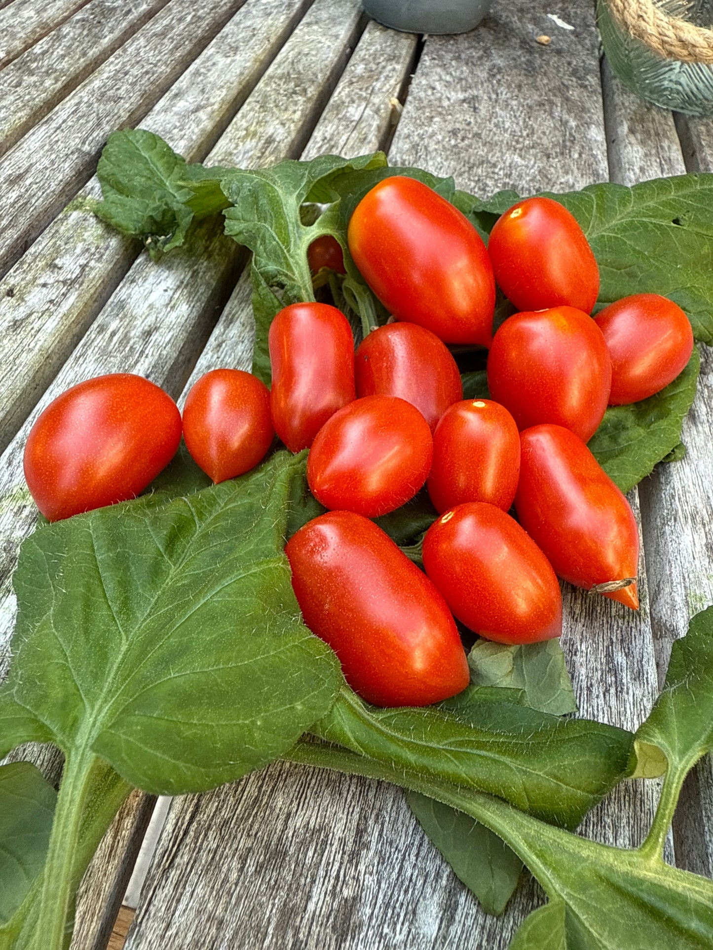 Mini Marzano, microbusk