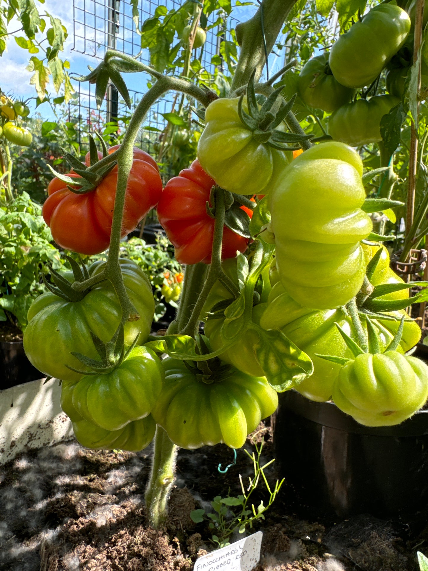 Finocchiaro’s Ribbed Red