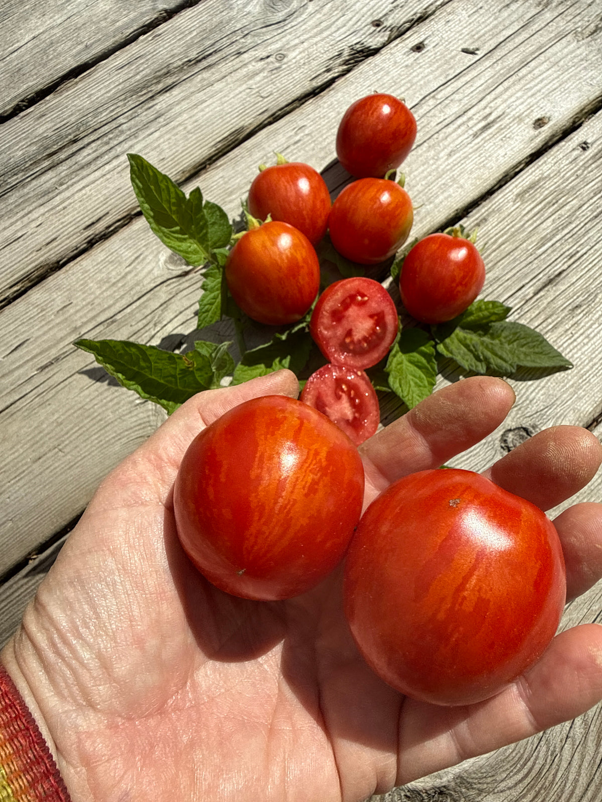 Tigerette Red