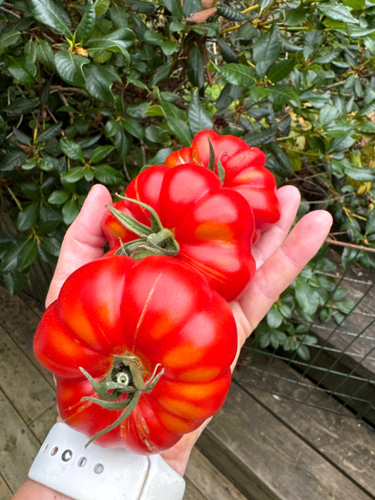 Finocchiaro’s Ribbed Red