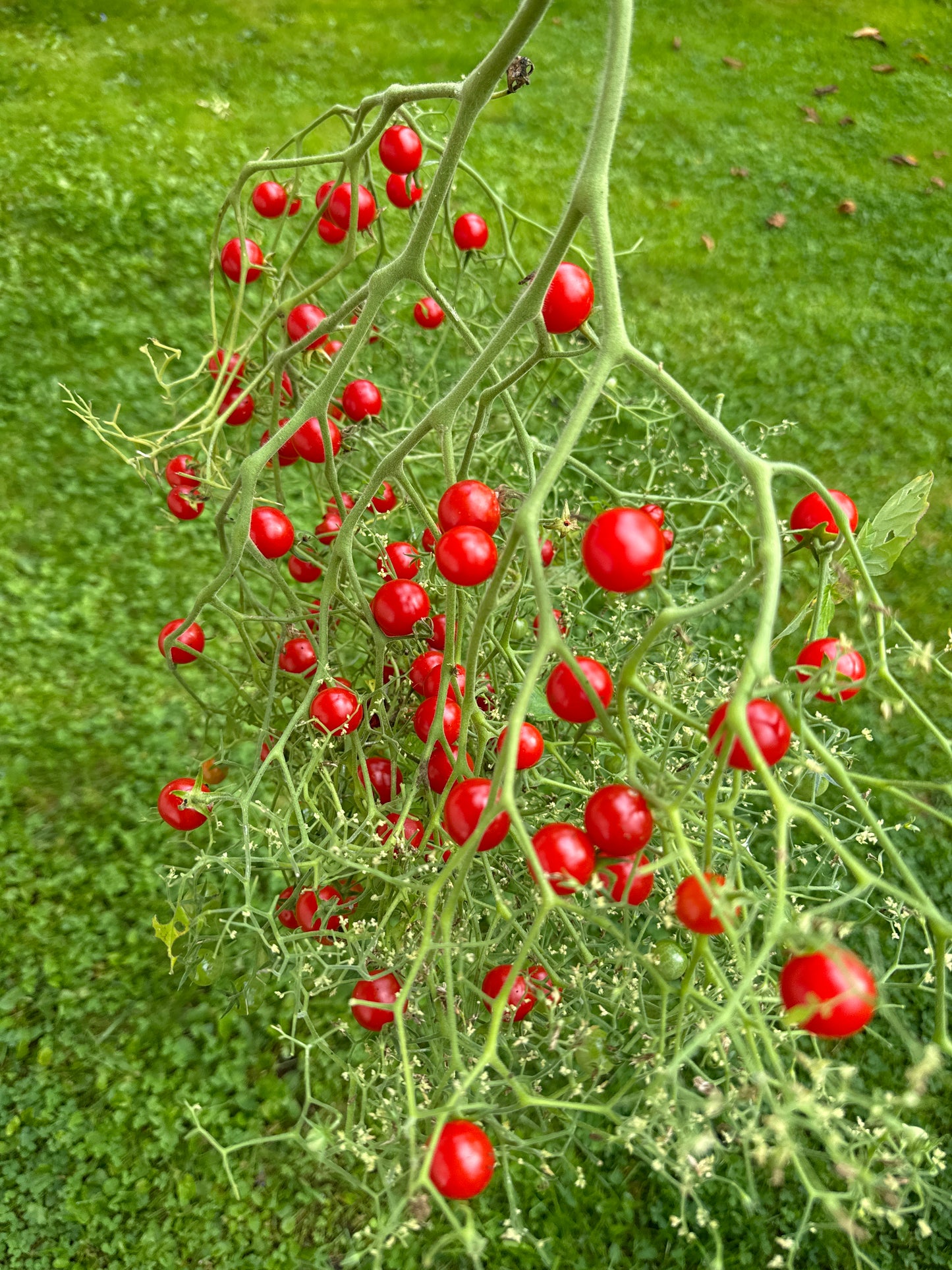 Necklace Red, Multiflora