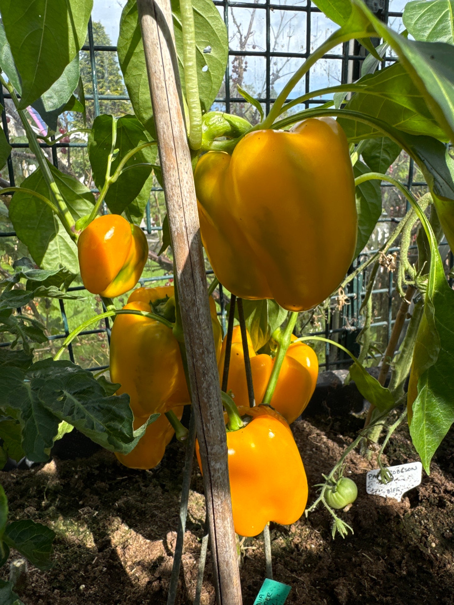 Paprika Yellow California Wonder