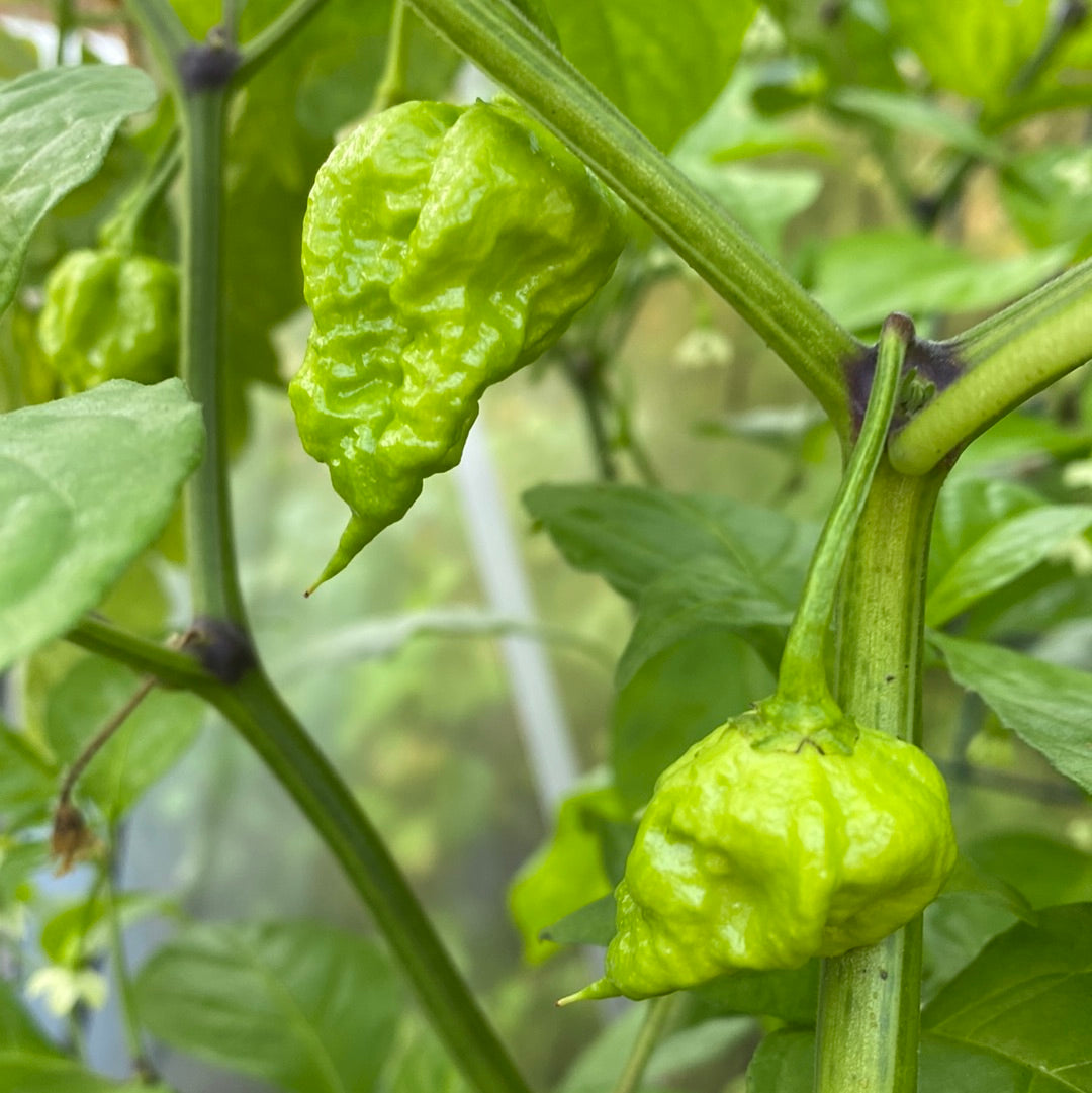 Carolina Reaper red