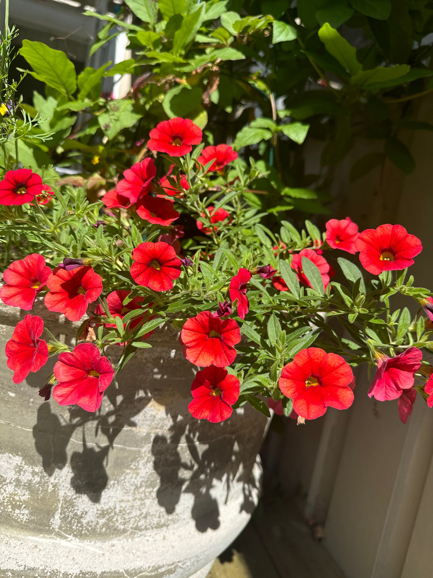 Mini petunia  -Calibrachoa