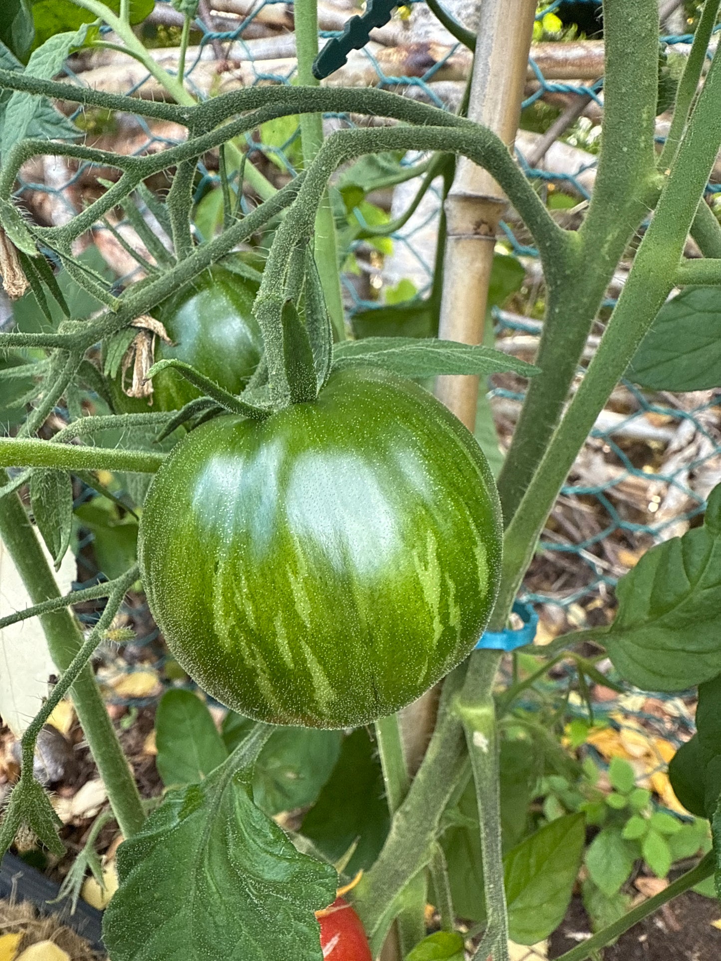 Caitlin’s lucky Stripe