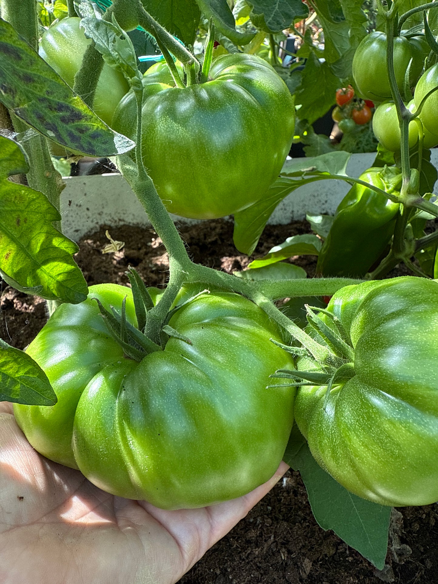 Black Krim