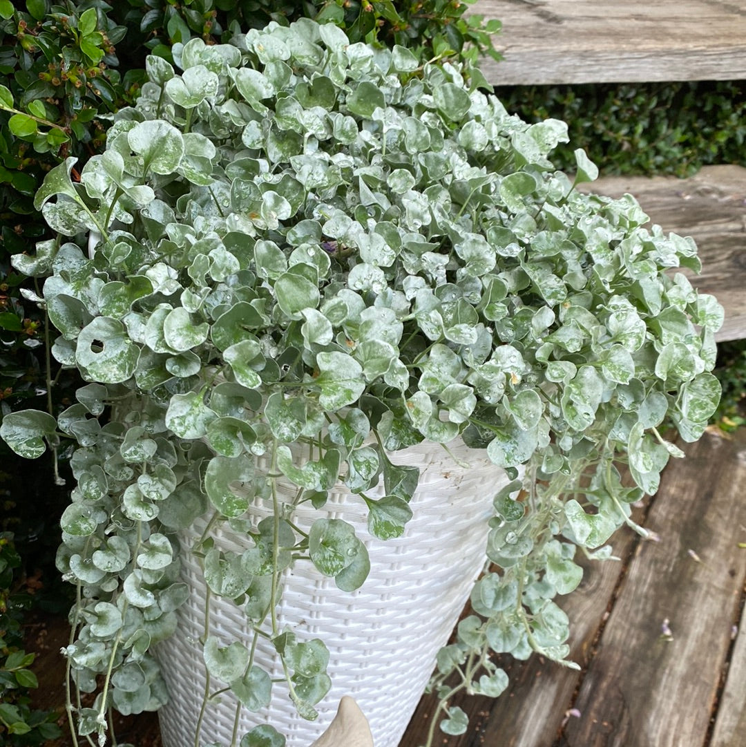 Dichondra «Silver Falls»